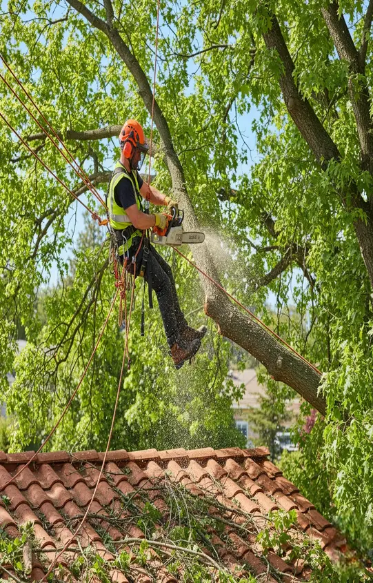 tree removal service in Harrisburg, PA